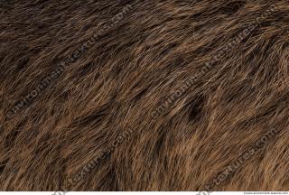 Photo Textures of Animal Skin
